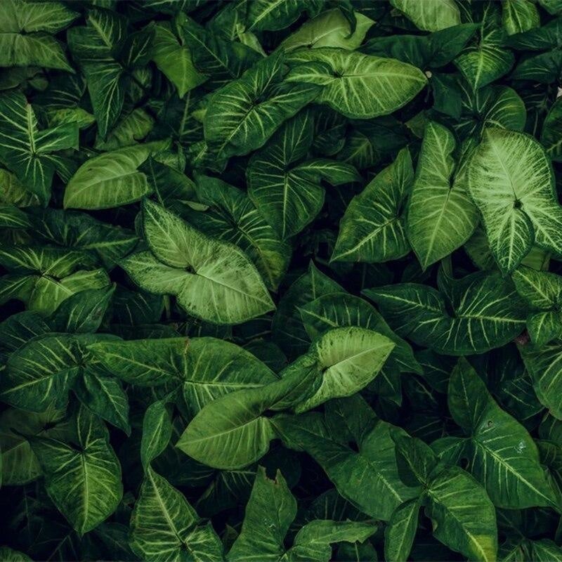 Jungle wall wallpaper